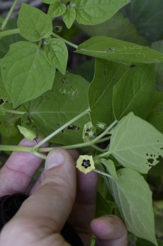Husk tomato (Physalis pubescens)