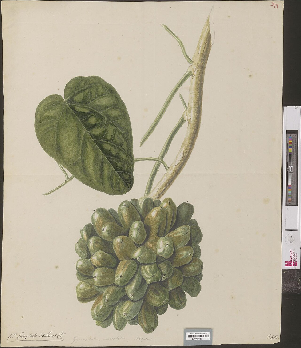 Phytocrene macrophylla: Phytocrene macrophyllum