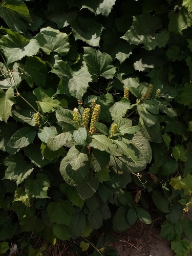 Phytolacca acinosa (Phytolacca acinosa)