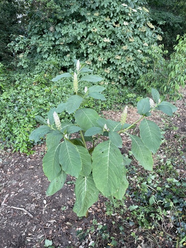 Phytolacca acinosa (Phytolacca acinosa)
