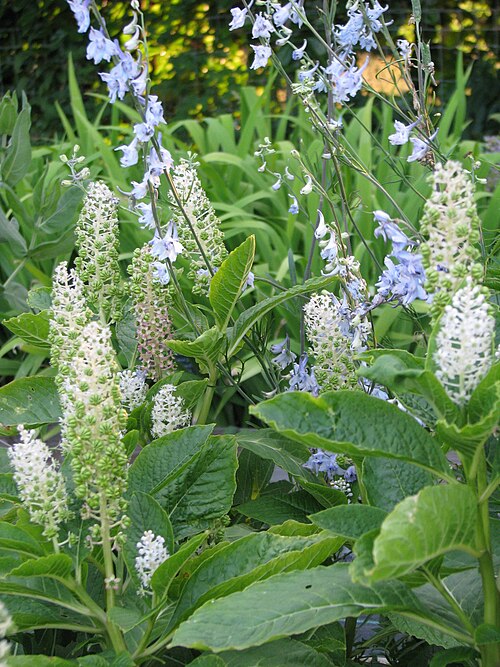 Phytolacca acinosa: Delphinium carolinianum & Phytolacca acinosa