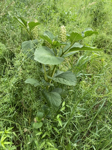 Phytolacca acinosa (Phytolacca acinosa)