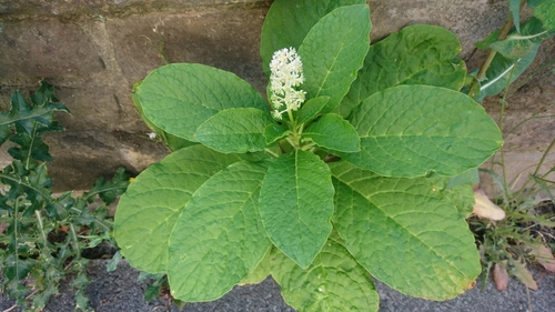 Phytolacca acinosa (Phytolacca acinosa)
