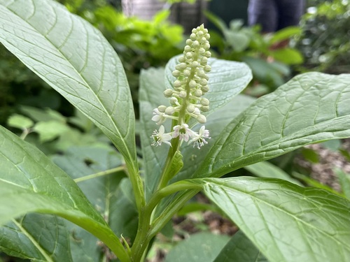 Phytolacca acinosa (Phytolacca acinosa)