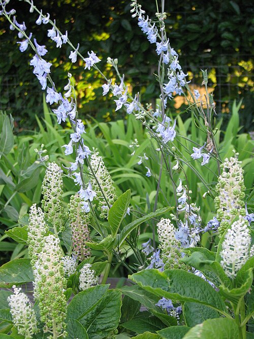Phytolacca acinosa: Delphinium carolinianum & Phytolacca acinosa