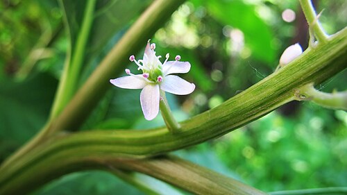 Phytolacca acinosa: Single flower of Phytolacca acinosa