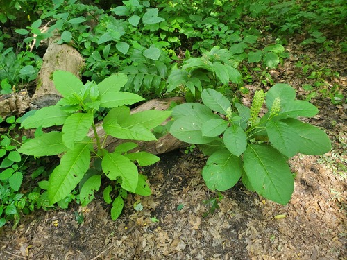 Phytolacca acinosa (Phytolacca acinosa)