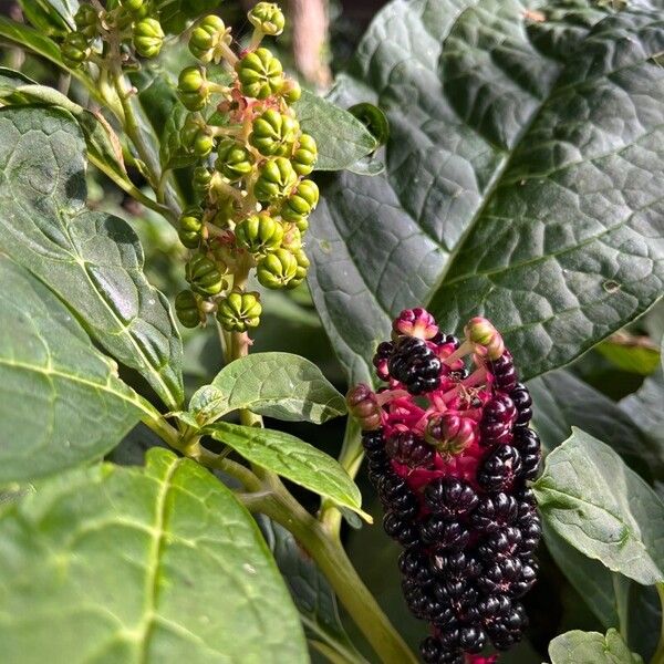 Phytolacca acinosa (Phytolacca acinosa)
