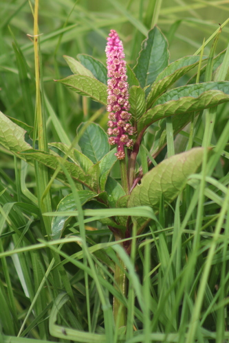 Southern pokeweed