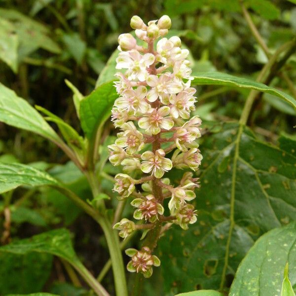 Phytolacca rugosa (Phytolacca rugosa)