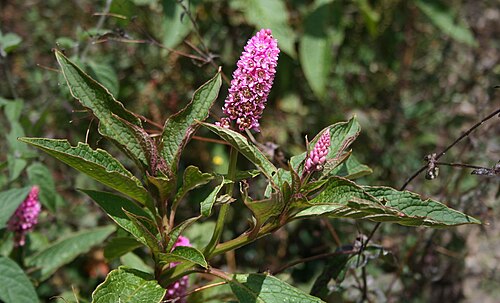 Phytolacca rugosa: Phytolacca rugosa , Kermesbeerengewächse (Phytolaccaceae) - Costa Rica: Prov. Cartago, Cordillera de Talamanca, Carretera Interamericana N Cerro de la Muerte, c