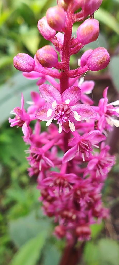 Phytolacca rugosa (Phytolacca rugosa)
