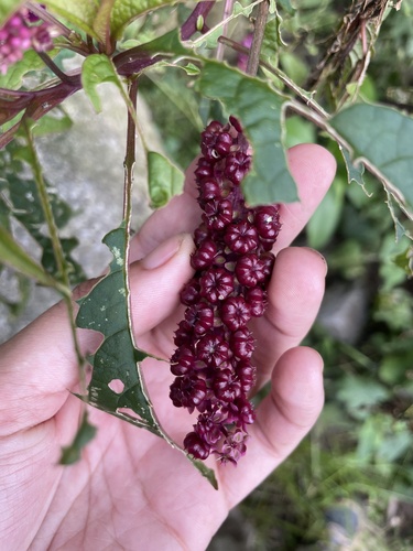 Phytolacca rugosa (Phytolacca rugosa)