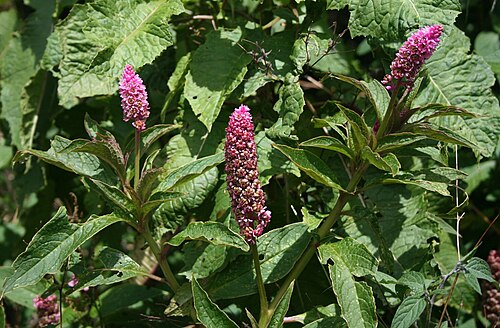 Phytolacca rugosa: Phytolacca rugosa , Kermesbeerengewächse (Phytolaccaceae) - Costa Rica: Prov. Cartago, Cordillera de Talamanca, Carretera Interamericana N Cerro de la Muerte, c