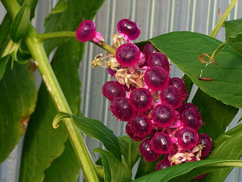 Phytolacca rugosa: Phytolacca rugosa fruits, Botanical Garden Teplice, Czech Republic