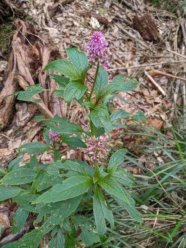 Phytolacca rugosa (Phytolacca rugosa)