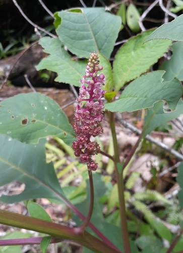 Phytolacca rugosa (Phytolacca rugosa)