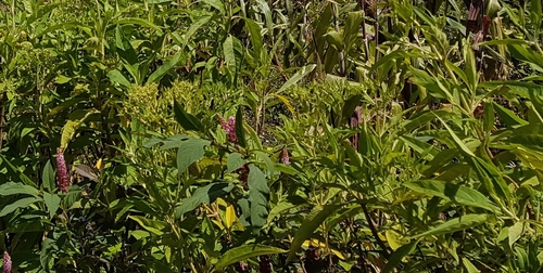 Phytolacca rugosa (Phytolacca rugosa)