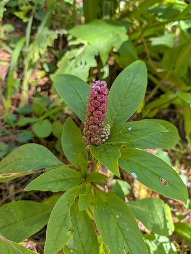 Phytolacca rugosa (Phytolacca rugosa)