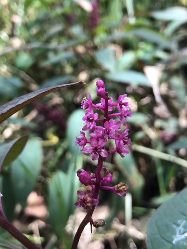 Phytolacca rugosa (Phytolacca rugosa)