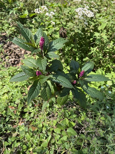 Phytolacca rugosa (Phytolacca rugosa)