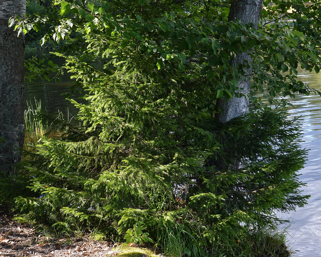 Norway spruce: Grey Alder Alnus incana (above) and Norway Spruce Picea abies (below) in Oslo, Norway.