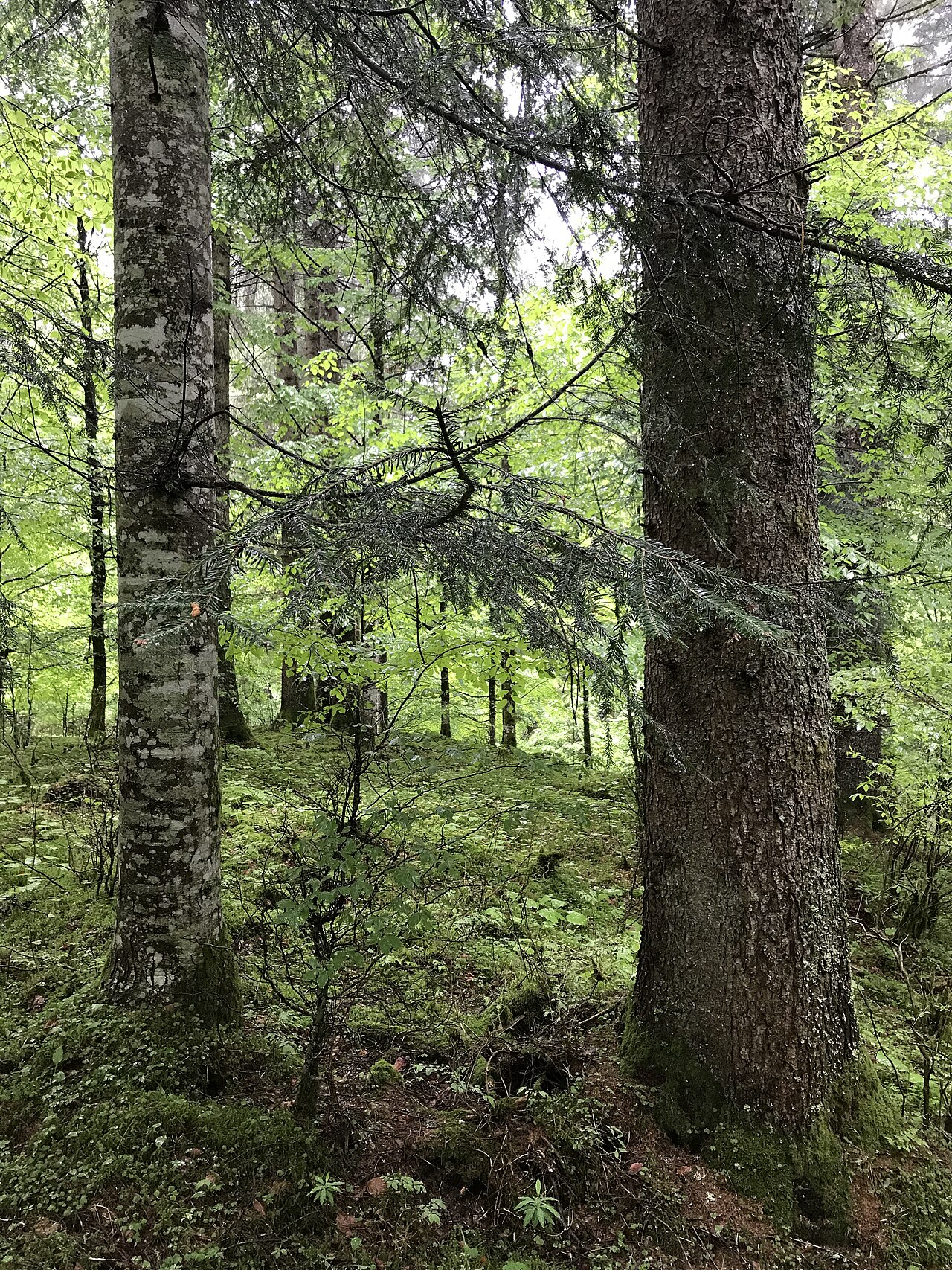 Norway spruce: Abies alba and Picea abies