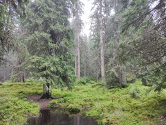 Norway spruce (Picea abies)