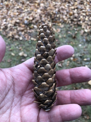 Norway spruce (Picea abies)