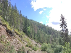 Norway spruce (Picea abies)