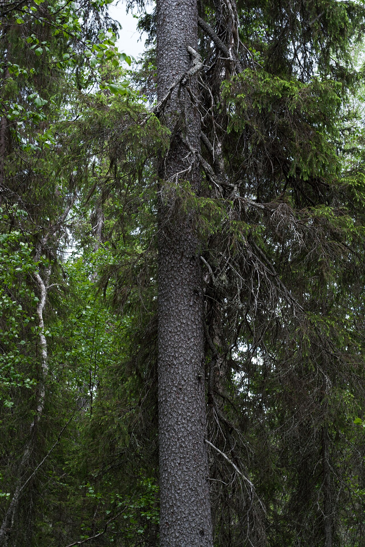 Norway spruce: 375 year old Norway Spruce Picea abies , Sweden