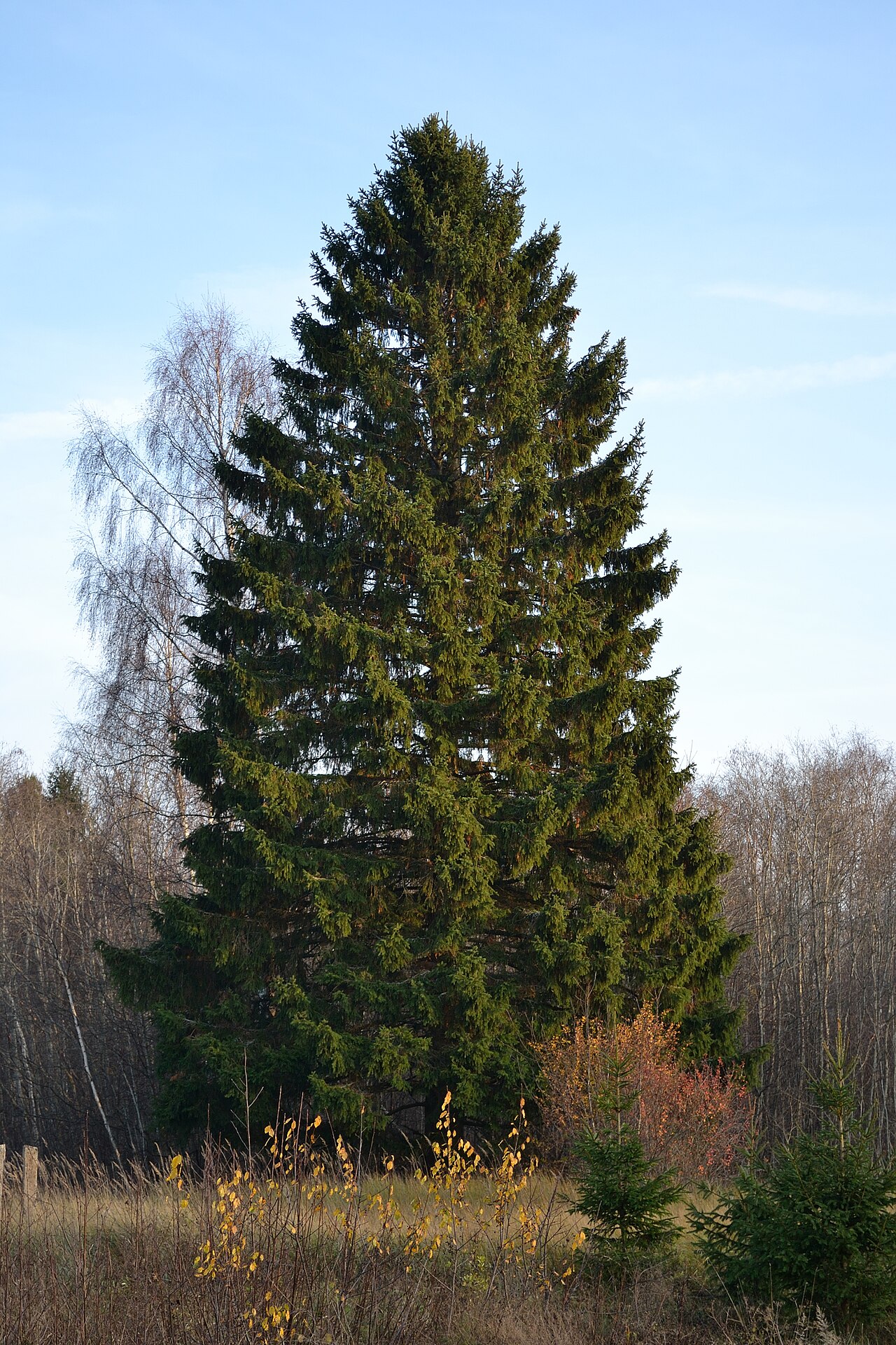 Norway spruce: A Spruce (Picea abies) by Keila-Paldiski railway (Estonia).