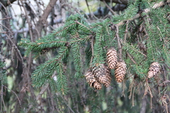 Norway spruce (Picea abies)