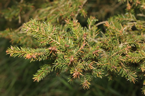 Norway spruce (Picea abies)