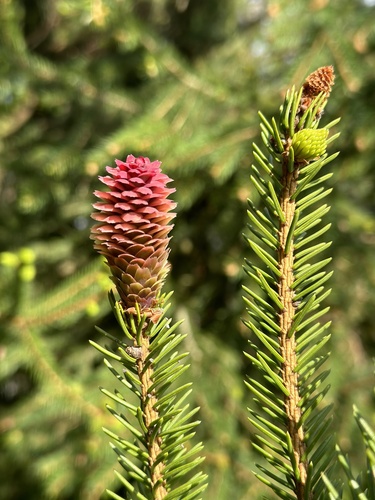 Norway spruce (Picea abies)