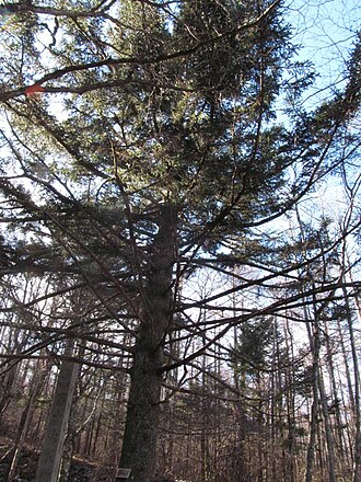 Alcock's spruce: Picea alcoquiana on Mt. Fuji, Japan