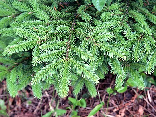 Sakhalin spruce: Hoja de Picea glehnii . Foto por usario Inti-sol en Kami-Frano, Hokkaido, julio 2006. エゾマツの葉。2006年7月、北海道・上富良野で投稿者が撮影