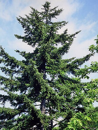 Sakhalin spruce: Picea glehnii, en Kawayu, Hokkaido, Japon. アカエゾマツ 北海道川湯温泉にて撮影