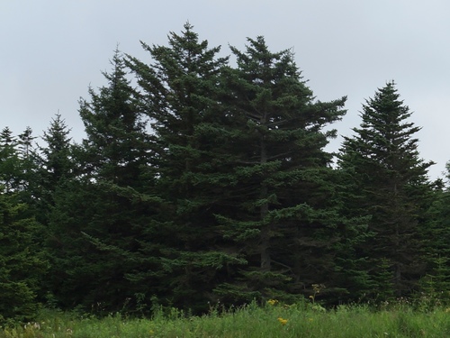 Sakhalin spruce (Picea glehnii)
