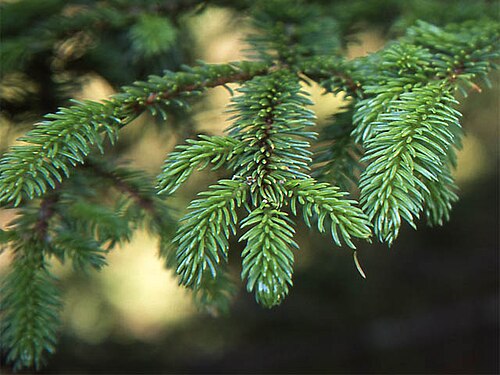 Sakhalin spruce: Hojas de Picea glehnii, en Kawayu Hokkaido, Japon. アカエゾマツの葉。2007年7月、北海道・川湯温泉で撮影