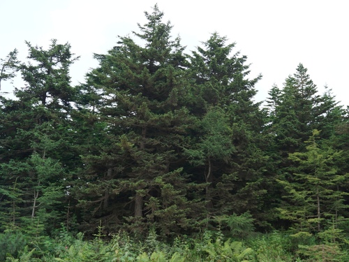 Sakhalin spruce (Picea glehnii)