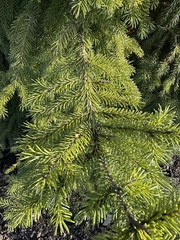 Serbian spruce (Picea omorika)