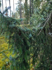 Serbian spruce (Picea omorika)