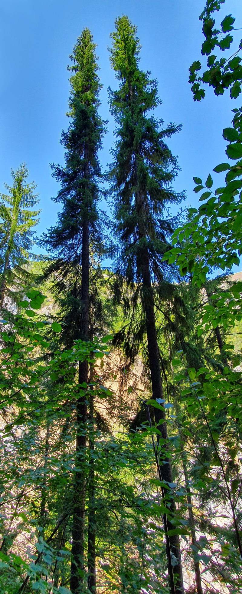 Serbian spruce: Serbian Spruce Picea omorika , Zaovine, Serbia