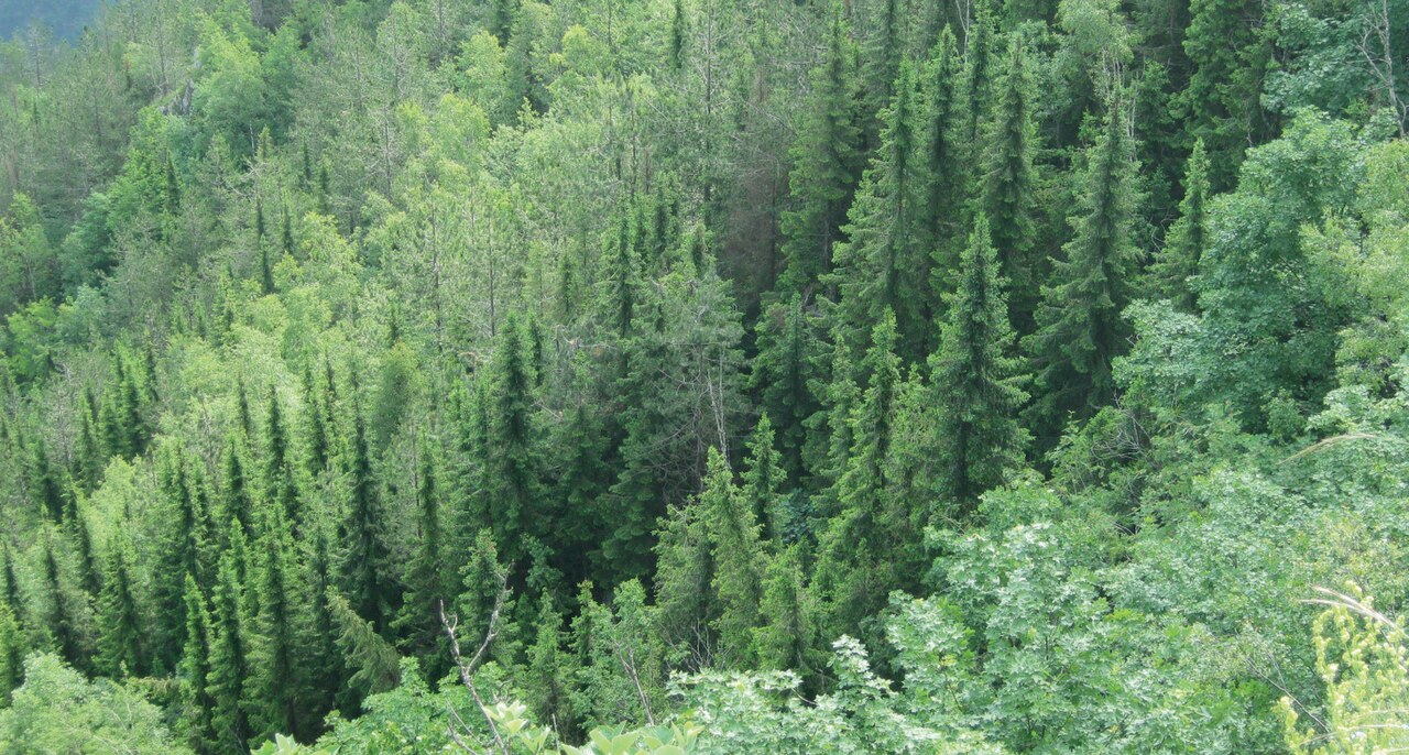 Serbian spruce: Serbian Spruce Picea omorika , natural forest in Bosnia Herzegovina.