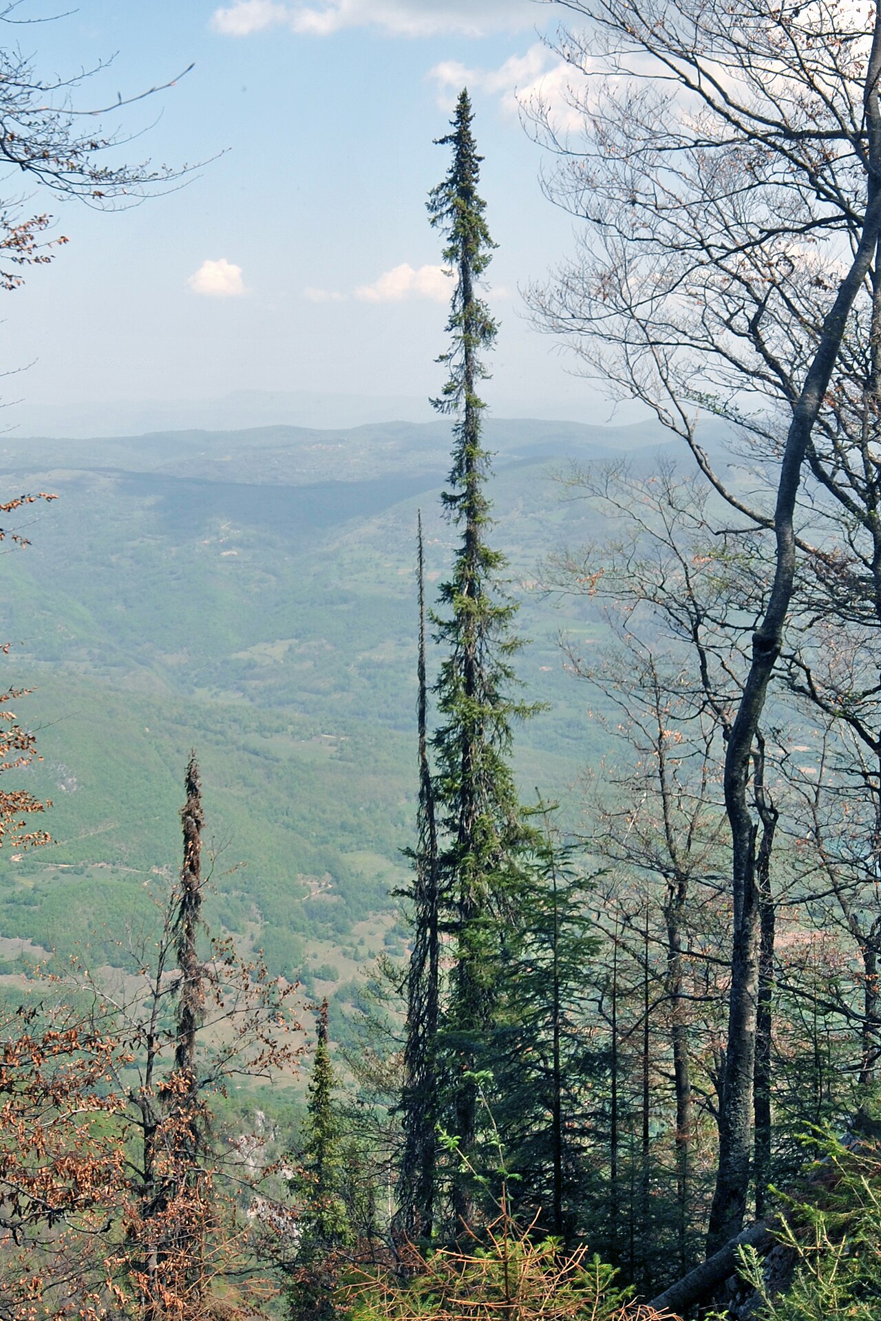 Serbian spruce: Picea omorika Pančić, Tara National Park, Serbia
