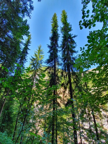 Serbian spruce (Picea omorika)