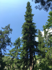 Serbian spruce (Picea omorika)