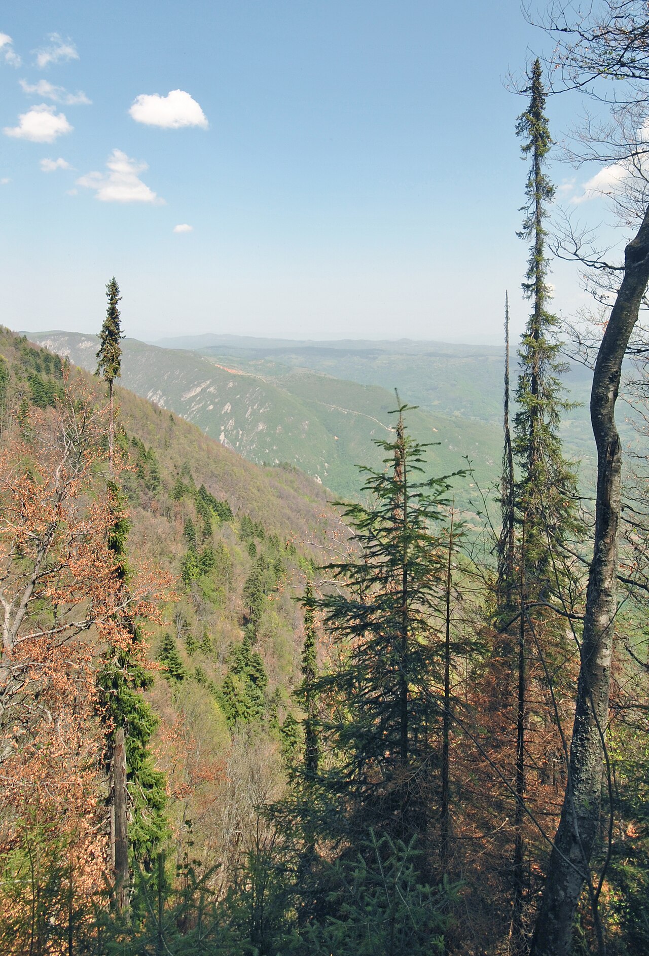 Serbian spruce: Picea omorika Pančić, Tara National Park, Serbia