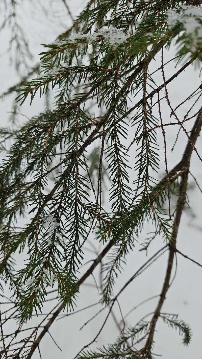 Red spruce (Picea rubens)